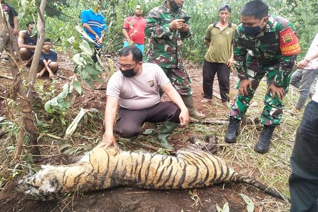 Ulah Warga yang Pasang Jerat Babi, Seekor Harimau Sumatra Mati di Desa Tanjungleban Bengkalis