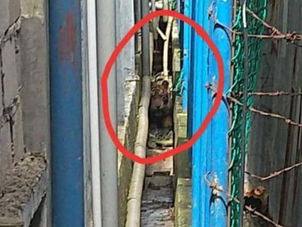 Kaki Harimau yang Terjebak di Ruko Pasar Indragiri Hilir Terluka, Diduga Kena Jerat