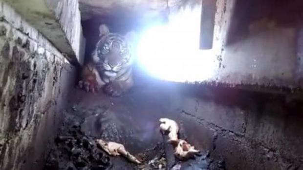 Harimau Terjebak di Kolong Ruko Pasar Indragiri Hilir; Jalan 40 Km untuk Mencari Makan