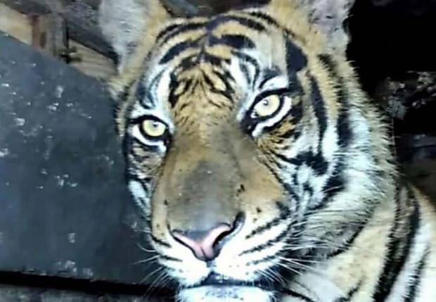 Harimau yang Terjebak di Kolong Ruko Pasar Indragiri Hilir Berhasil Dievakuasi