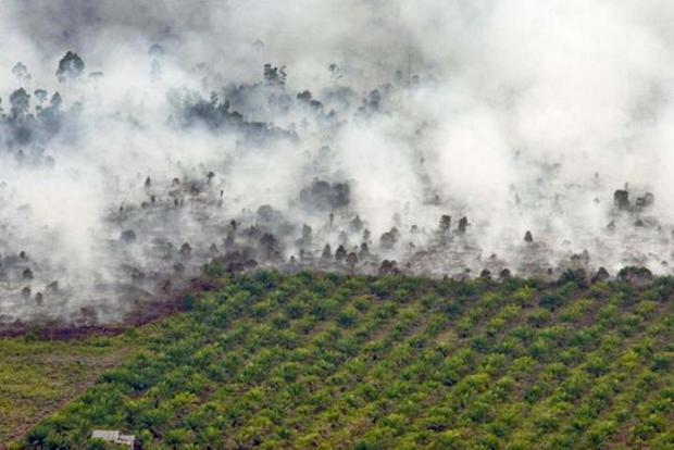 Selama Januari, 124,5 Hektar Lahan di Riau Terbakar