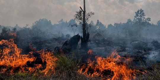 Baru Awal Tahun 2020, Sudah Hampir Selusin Tersangka Karhutla di Riau