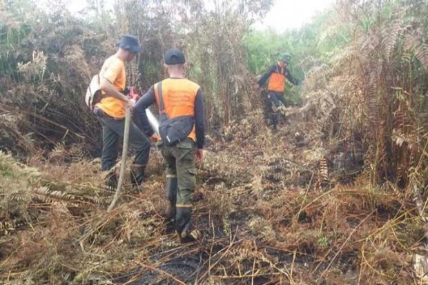 Hampir 2 Ribu Hektar Hutan dan Lahan Terbakar di Riau dalam Tiga Bulan
