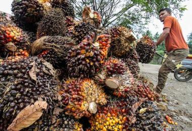 bsepekan-ke-depan-harga-tbs-kelapa-sawit-mitra-plasma-di-riau-naikb