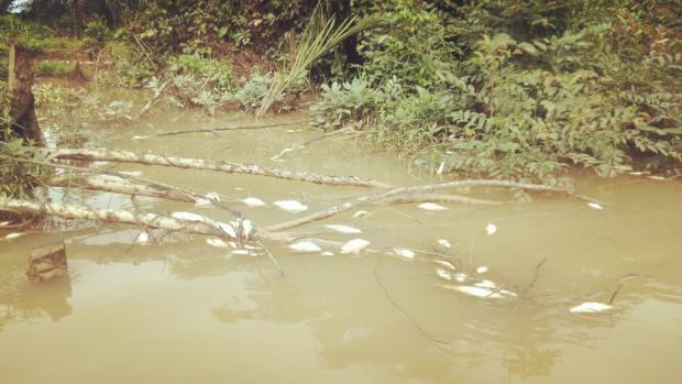 Banyak Ikan di Sungai Tapung Mati Mendadak Diduga akibat Tercemar Limbah Pabrik