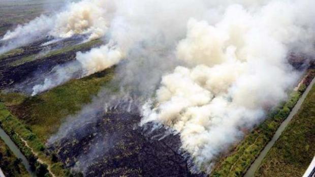Kian Meluas, Sudah Tiga Pekan Kebakaran Hutan dan Lahan di Rokan Hilir Belum Padam