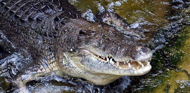<b>Bertarung Lawan Buaya Sepanjang 3 Meter, Kakek di Siak Selamat</b>