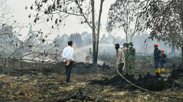 Mengapa Presiden Jokowi Batal Kunjungi Kebakaran Lahan di Rimbopanjang Kampar?