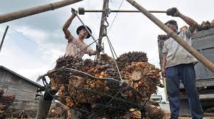 <b>Harga TBS Kelapa Sawit Mitra Plasma di Riau Selama Sepekan ke Depan Mengalami Penurunan</b>