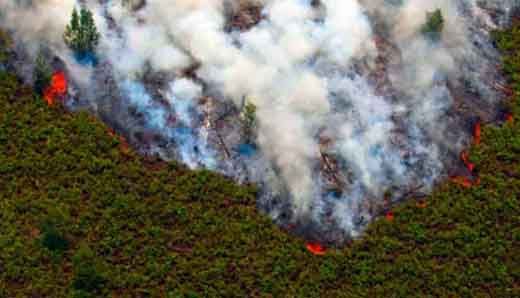 Ribuan Tual Kayu Ilegal Cagar Biosfer Giam Siak Kecil di Kabupaten Bengkalis Dimusnahkan