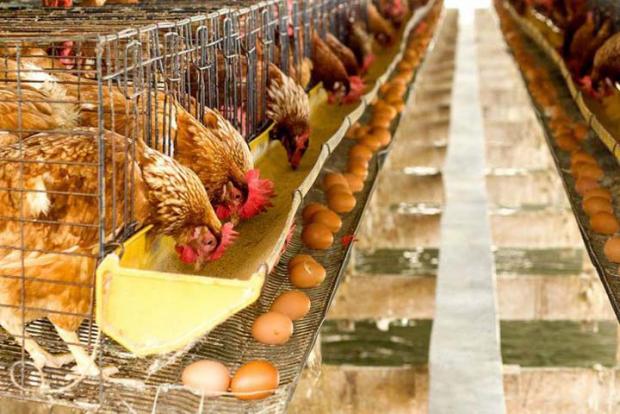 Pertanyaan Mana Lebih Dulu Ayam atau Telur yang Sudah Menjadi Perdebatan Lama Akhirnya Terjawab