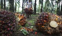 ada-sejumlah-pekerja-kebun-kelapa-sawit-yang-setiap-hari-habiskan-rp200-ribu-untuk-beli-narkoba