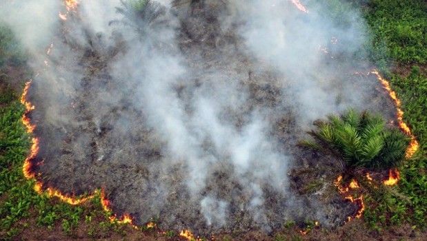 Peringatan BMKG: Meski Diguyur Hujan, Kebakaran Lahan Gambut Masih Mengancam Riau