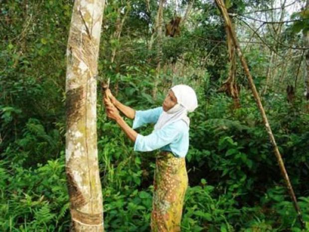 Derita Petani Karet Indragiri Hulu; Anak Terancam Putus Sekolah ...