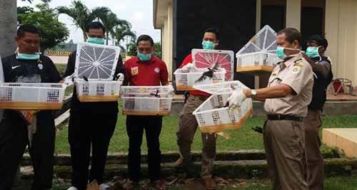 BKP Bakauheni Lamsel Lepas Liarkan 900 Burung Colibri Ninja Asal Riau