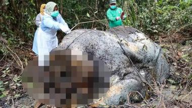 brapinya-cara-kerja-sindikat-pemburu-gajah-di-riau-ada-ahli-yang-dibayar-khusus-untuk-mengeksekusi
