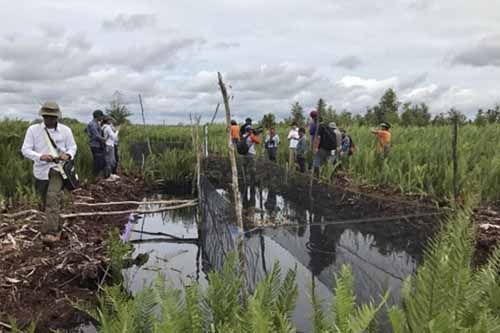 Gapki Riau Berharap Pemerintah Evaluasi Ekosistem Gambut