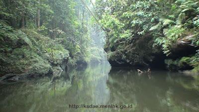 Melihat dari Dekat Taman Nasional Bukit Tiga Puluh di Inhu Riau yang Kaya Flora Fauna