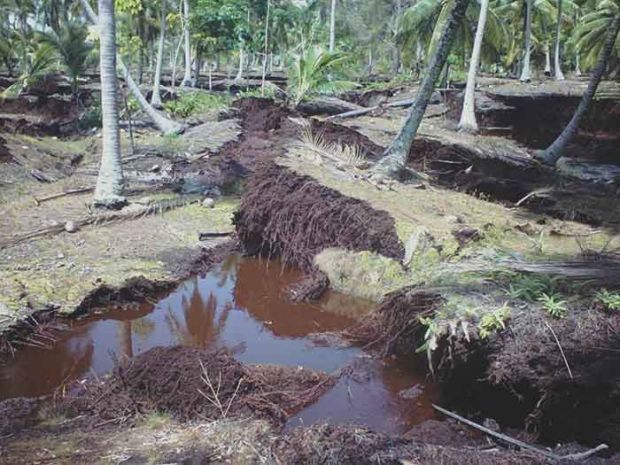Abrasi di Tanahmerah Kepulauan Meranti, 1 Hektar Kebun Kelapa Tumbang