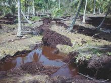 abrasi-di-tanahmerah-kepulauan-meranti-1-hektar-kebun-kelapa-tumbang