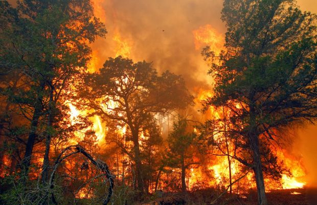 Kebakaran Semakin Menggila di Riau, Kadishut Malah akan Jalan-jalan ke Afrika