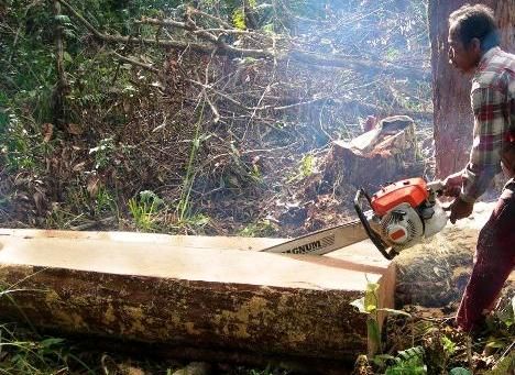 Perambah Hutan Peranap Jadi Target Operasi Polres Inhu