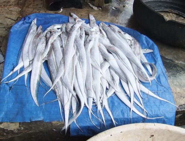 Ada Patogen Virus Corona dalam Kemasan Produk Ikan Beku Layur yang Akan Diekspor ke China, Perusahaannya Berbasis di Sumut