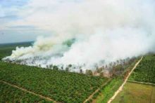 kontra-banding-kasus-kebakaran-hutan-di-kepulauan-meranti-riau-kementerian-lhk-siap-hadapi-pt