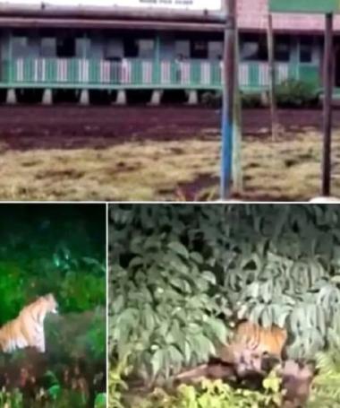 bwarga-desa-pulaumuda-pelalawan-dihantui-ketakutan-3-harimau-sumatra-berkeliaran-di-jalan-lintas