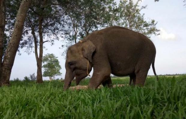 Gajah Liar Masuk Kota Pekanbaru, Rusak Kebun Kelapa Warga