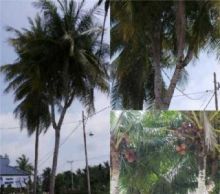 pohon-kelapa-bercabang-7-muncul-di-sungai-apit-siak