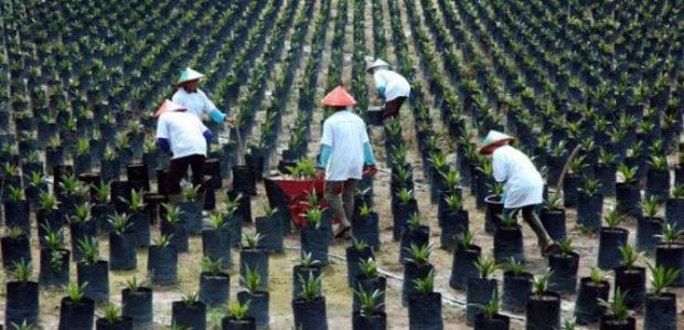 Sinarmas Siap Danai Peremajaan Kebun Sawit Milik 1.000 Petani, Khususnya di Riau