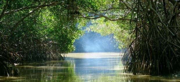 Cegah Abrasi, Pemprov Riau Gandeng Akademisi untuk Menata Mangrove