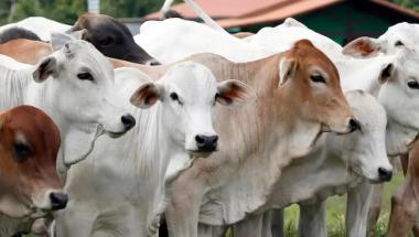 b80-persen-sapi-kurban-di-riau-dipasok-dari-luar-provinsib