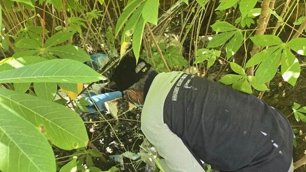 <b>Polisi: Kuburan Limbah Medis di Pekanbaru Cemari Lingkungan dan Singkong</b>