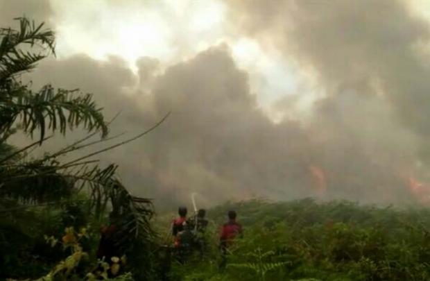 19 Pelaku Pembakar Hutan Riau Ditangkap, 96 Hektar Lahan Disegel Polisi