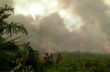 19-pelaku-pembakar-hutan-riau-ditangkap-96-hektar-lahan-disegel-polisi