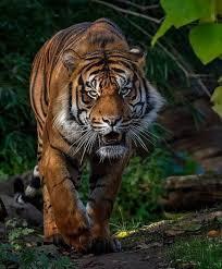 <b>Lagi, Si Raja Hutan Sumatera Kembali Menyerang Manusia</b>