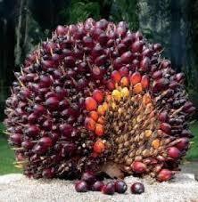 <b>Sepekan ke Depan, Harga TBS Kelapa Sawit Mitra Swadaya di Riau Anjlok</b>