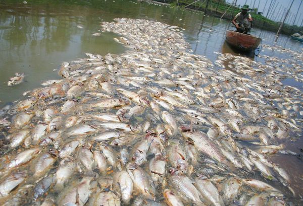 Ikan-ikan Mati Mendadak di Sungai Batang Pantai Kuansing, BLH Kirim Sampel Air dan Ikan ke Labor Unri