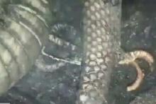 ular-langka-yang-memiliki-kaki-ditemukan-hangus-di-lokasi-karhutla-wilayah-indragiri-hulu