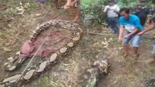Ular Piton Raksasa 6 Meter Ditangkap di Kebun Karet Warga Desa Pawan Rokan Hulu, Evakuasi Berjalan Hampir 2,5 Jam