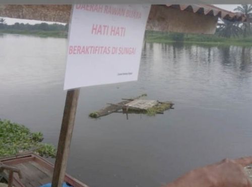 Buaya Sering Muncul di Sungai Kualo Rantaukopar Rohil, Masyarakat Jadi Resah