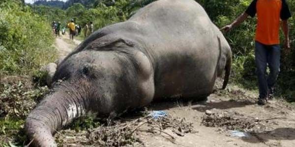 Empat Pembantai Gajah di Riau Divonis 2,5 Tahun Penjara