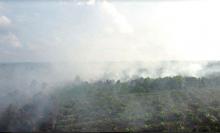 karhutla-di-pelalawan-riau-meluas-diperkirakan-30-hektar-lahan-terbakar