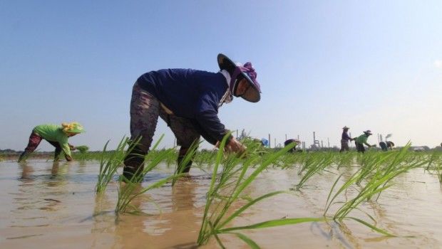 Sawah Alih Fungsi Jadi Kebun Sawit Bikin Ketergantungan Pangan Riau pada Daerah Lain Meningkat 70 Persen