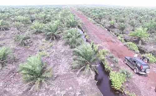 PT Rokan Agrindo Diduga Garap Ribuan Hektar Lahan tanpa Izin di Desa Siarangarang Rohil