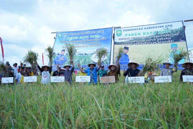 Petani Sebuah Desa di Kabupaten Siak Cuma Punya 3 Mesin Pengolah Tanah untuk Membajak Lahan 450 Hektar