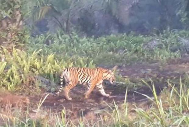 Bonita, Harimau Sumatera yang Menerkam hingga Tewas Dua Warga Riau Akhirnya Berhasil Ditangkap