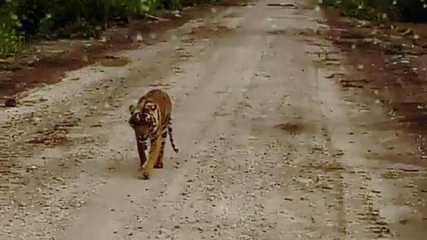 Usai Ditembak Bius, Harimau Sumatera Bonita Tak Langsung Roboh, Masih Sanggup Berjalan 1 Kilometer